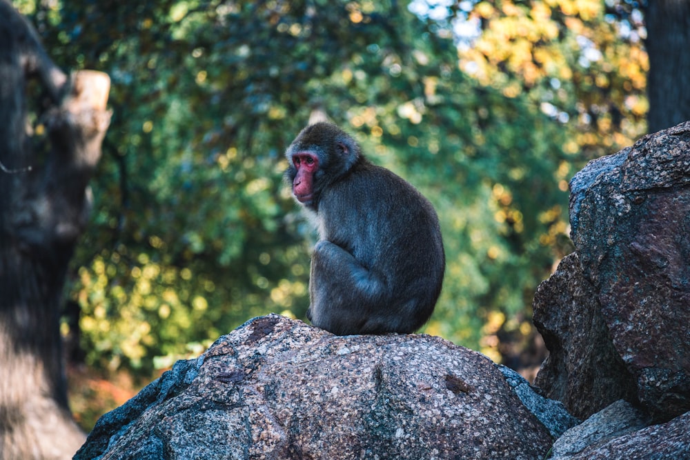 gray monkey sitting on gray rock during daytime