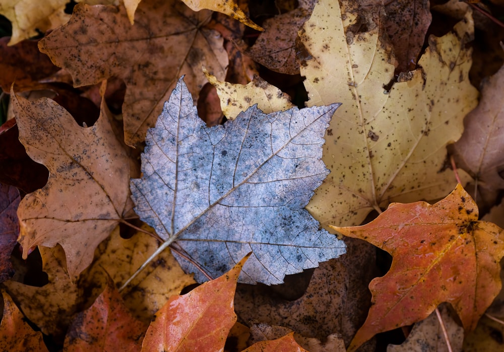 grey and brown maple leaf