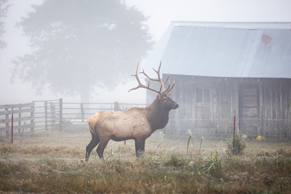 a large elk standing in a field next to a barn