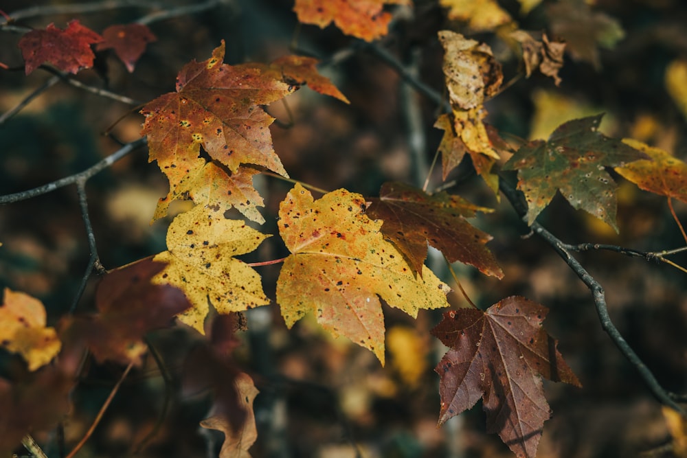 yellow and brown leaves in tilt shift lens