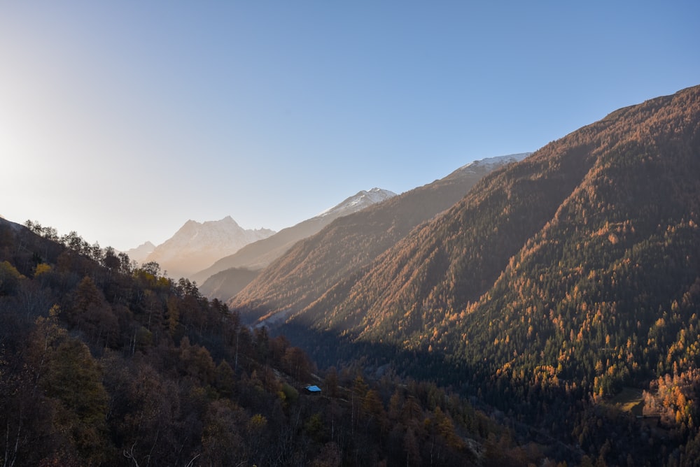 green trees on mountain under blue sky during daytime