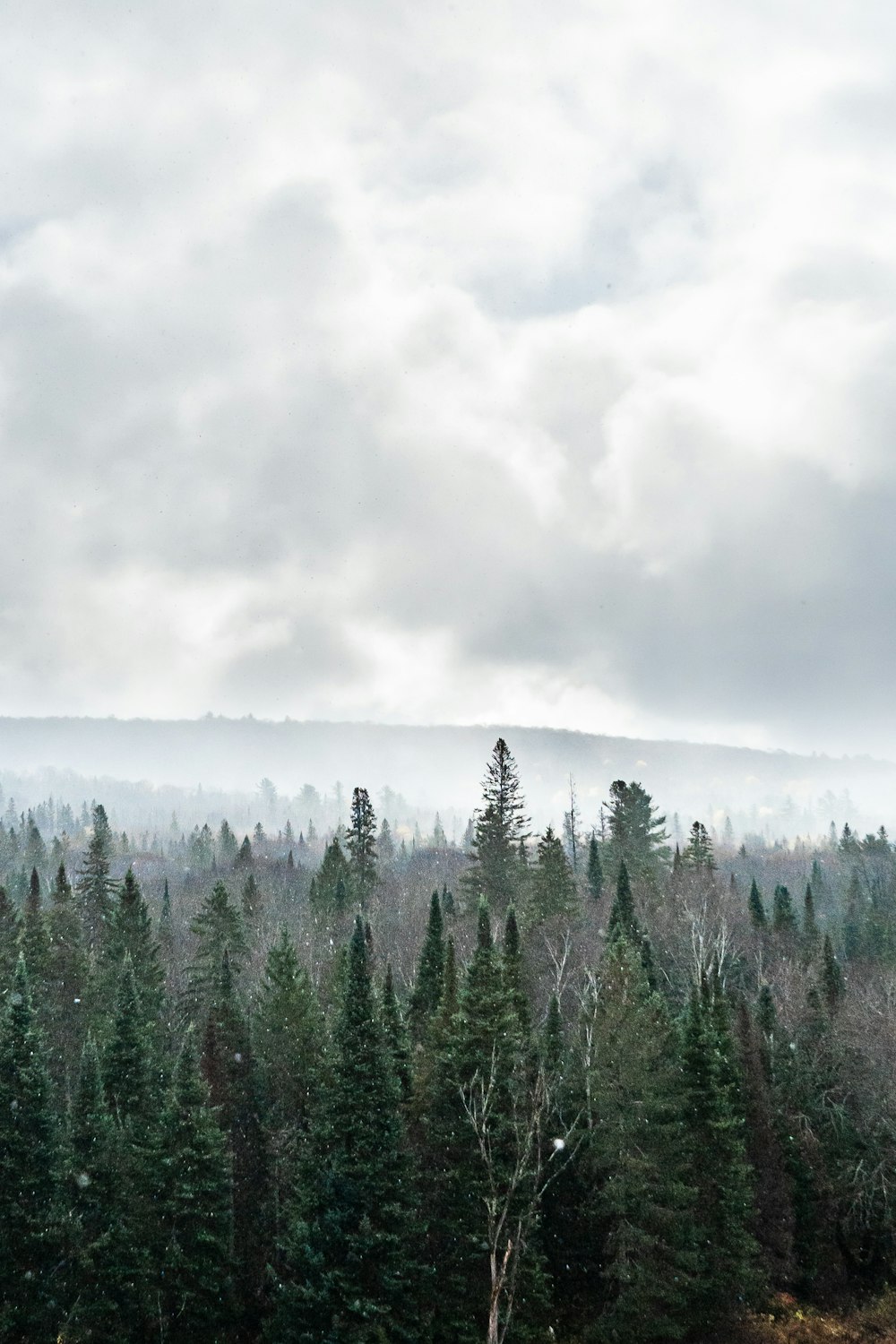 green pine trees under white clouds