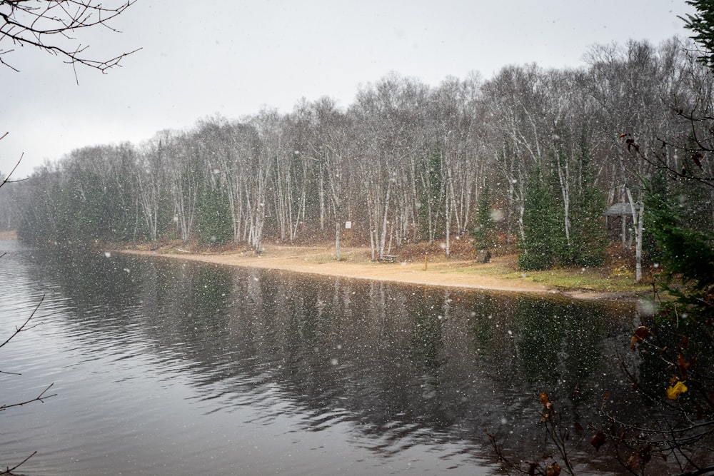 alberi verdi accanto allo specchio d'acqua durante il giorno