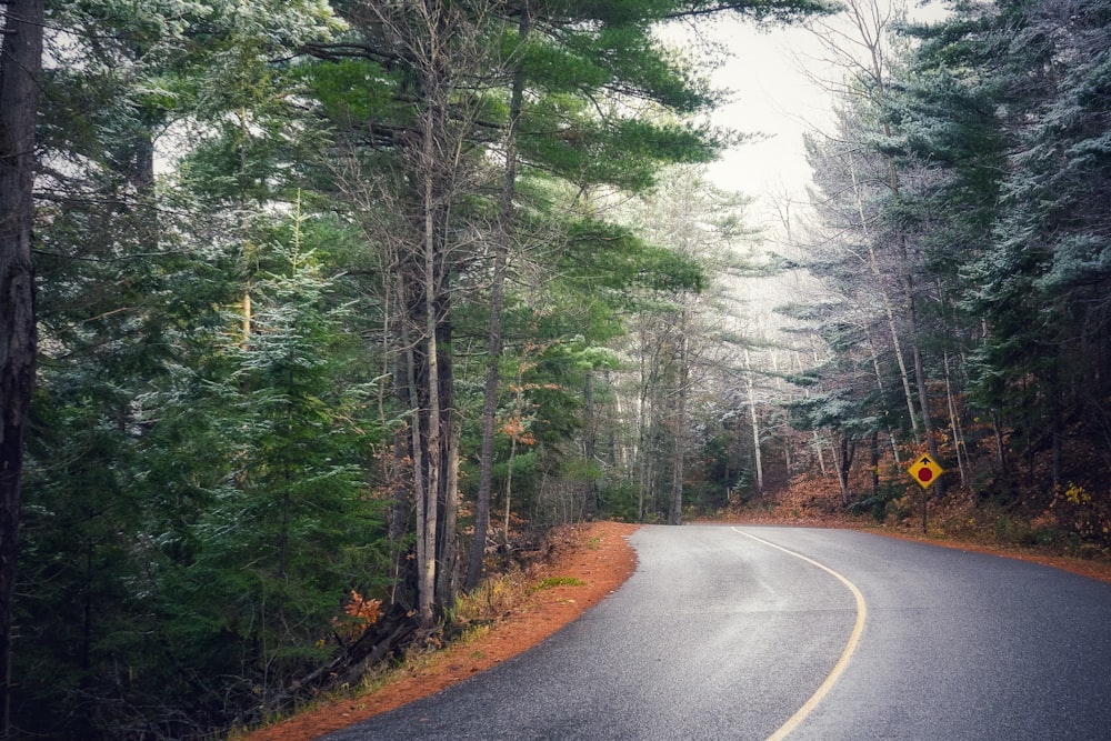 gray concrete road between green trees during daytime