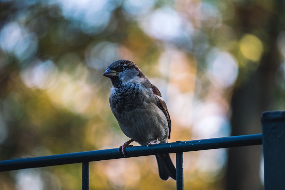 brown and white bird on black metal fence during daytime