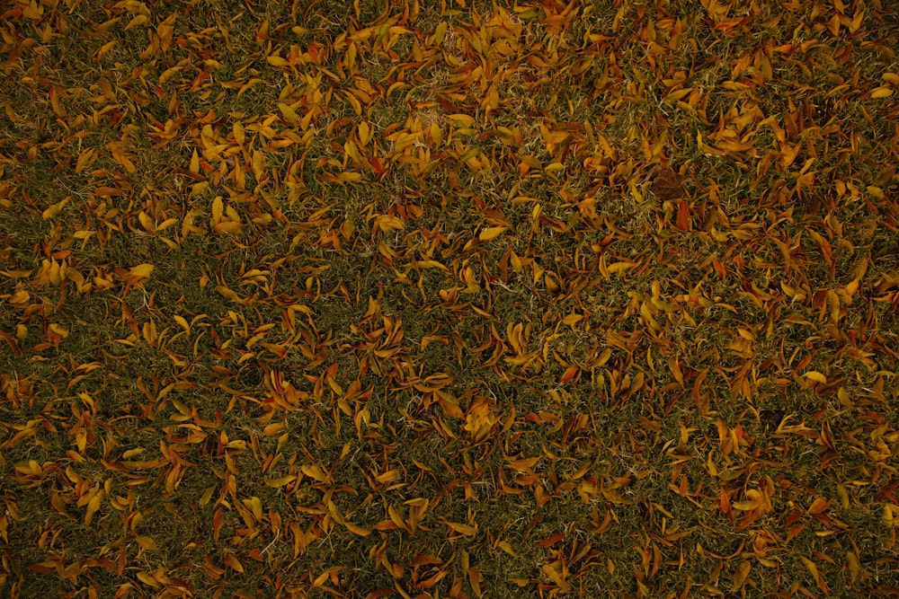 brown dried leaves on ground