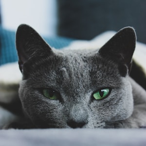 russian blue cat lying on white textile