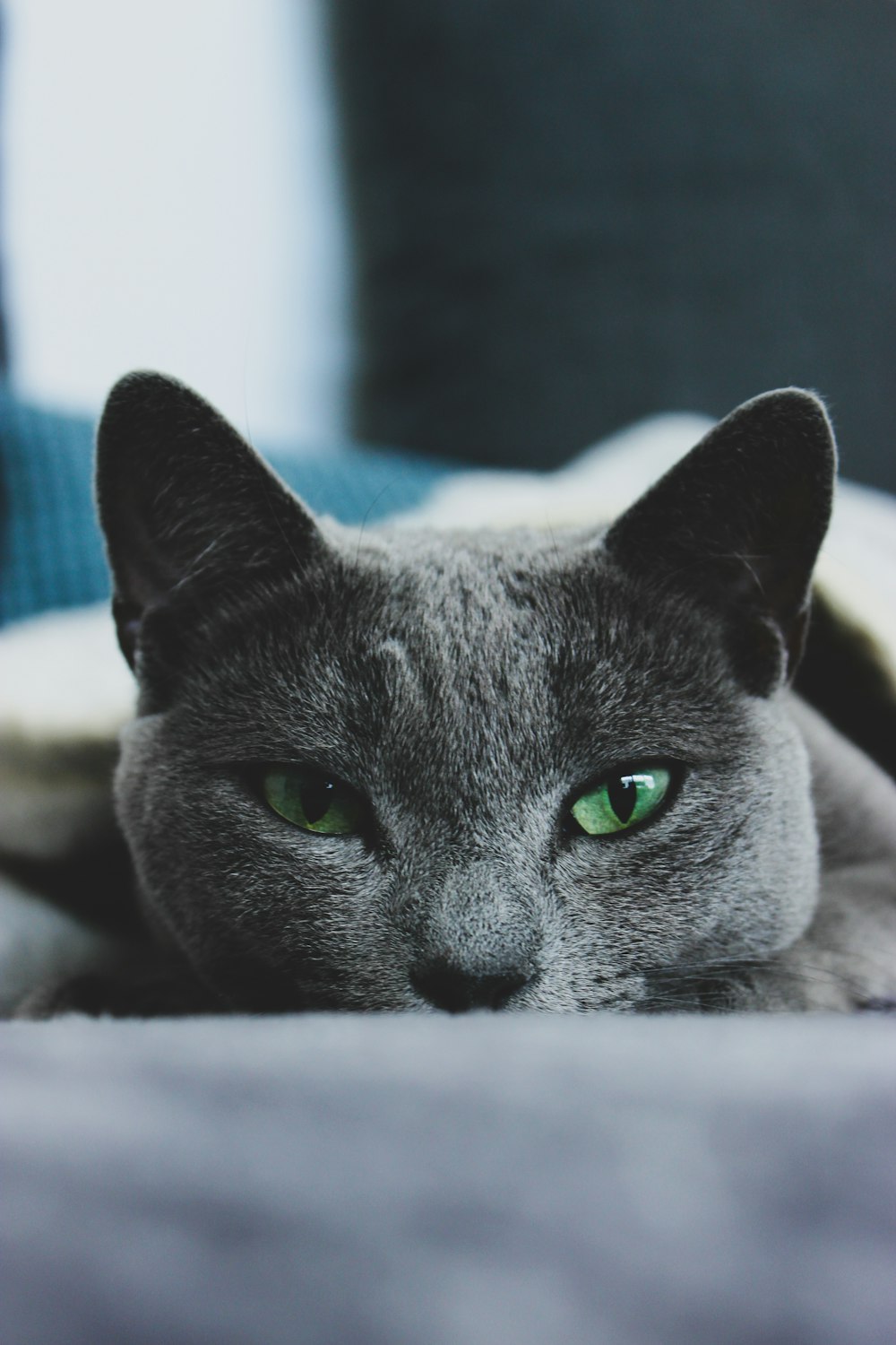 russian blue cat lying on white textile