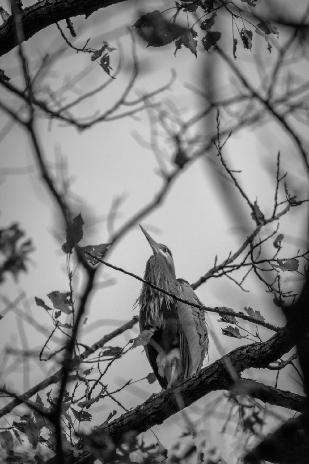 grayscale photo of bird on tree branch