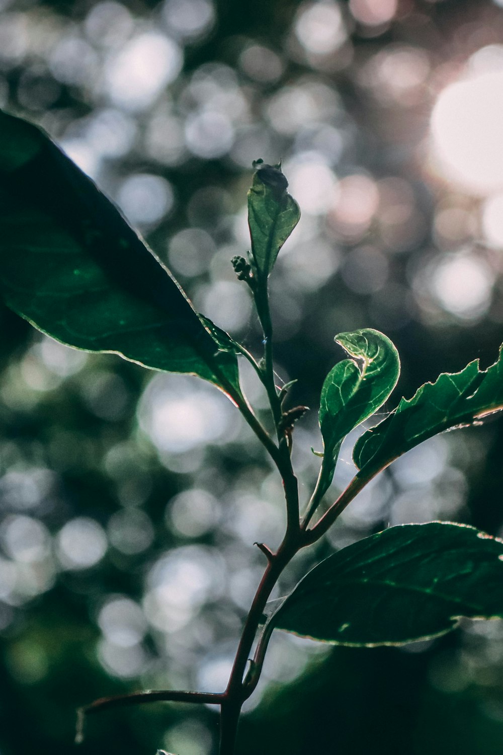 green leaf plant in close up photography