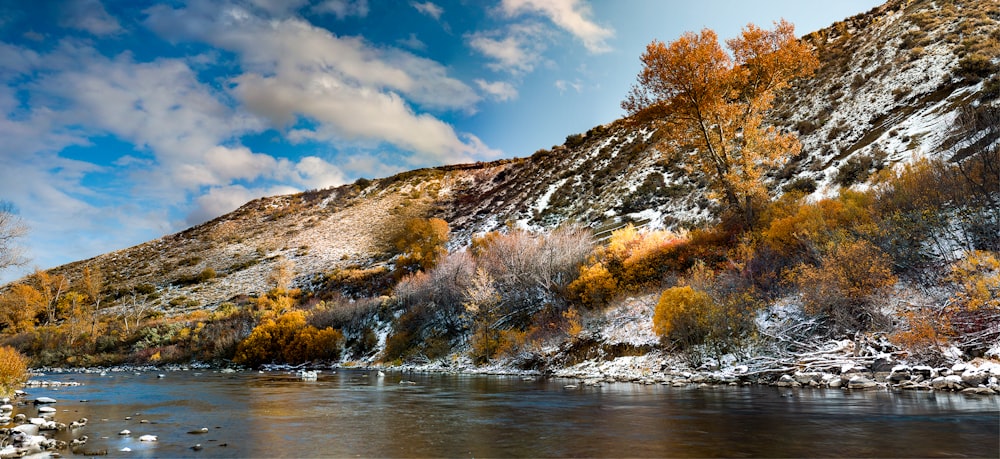 brown trees near body of water during daytime