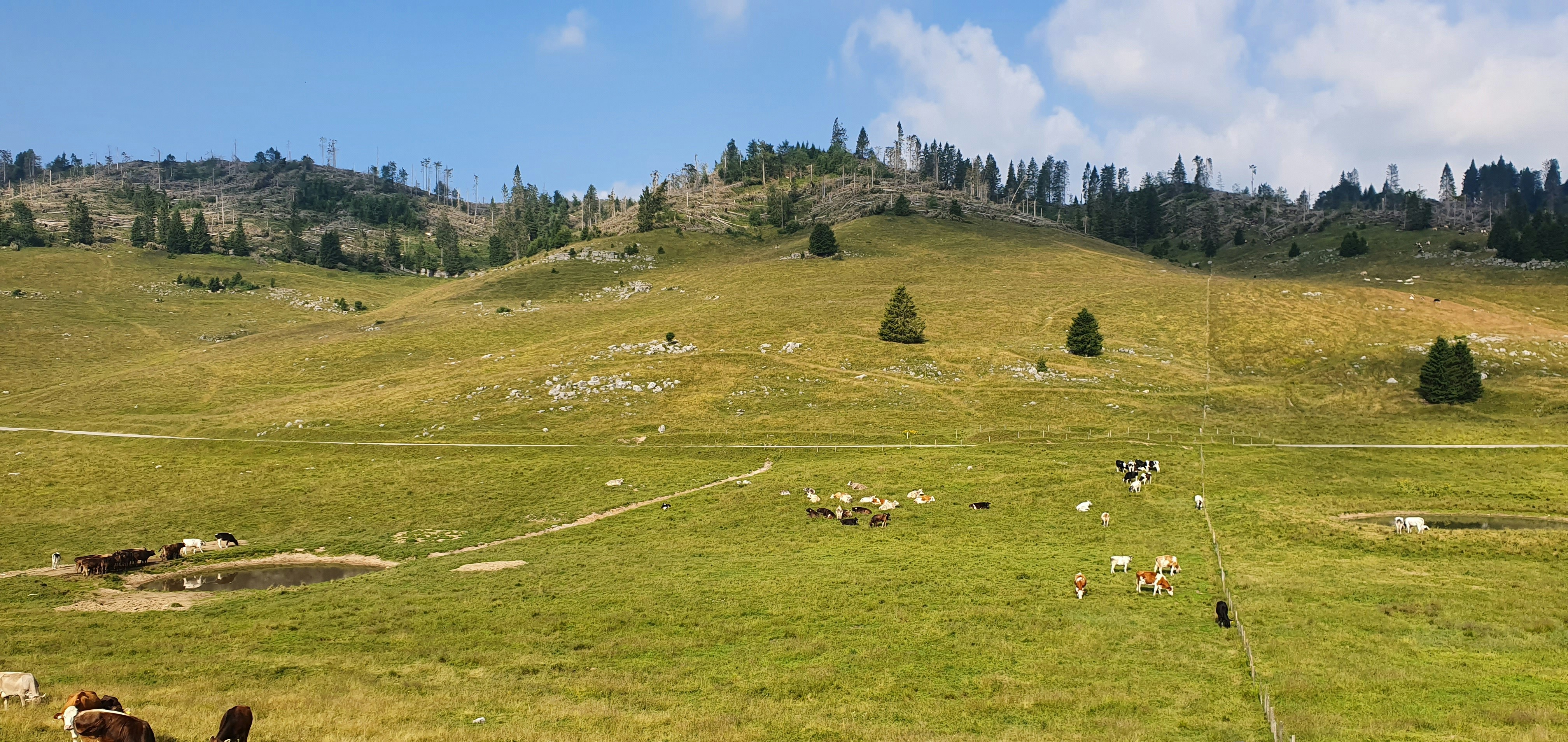 green grass field with animals on green grass field during daytime