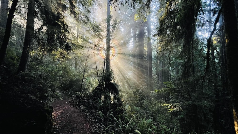 sun rays coming through trees