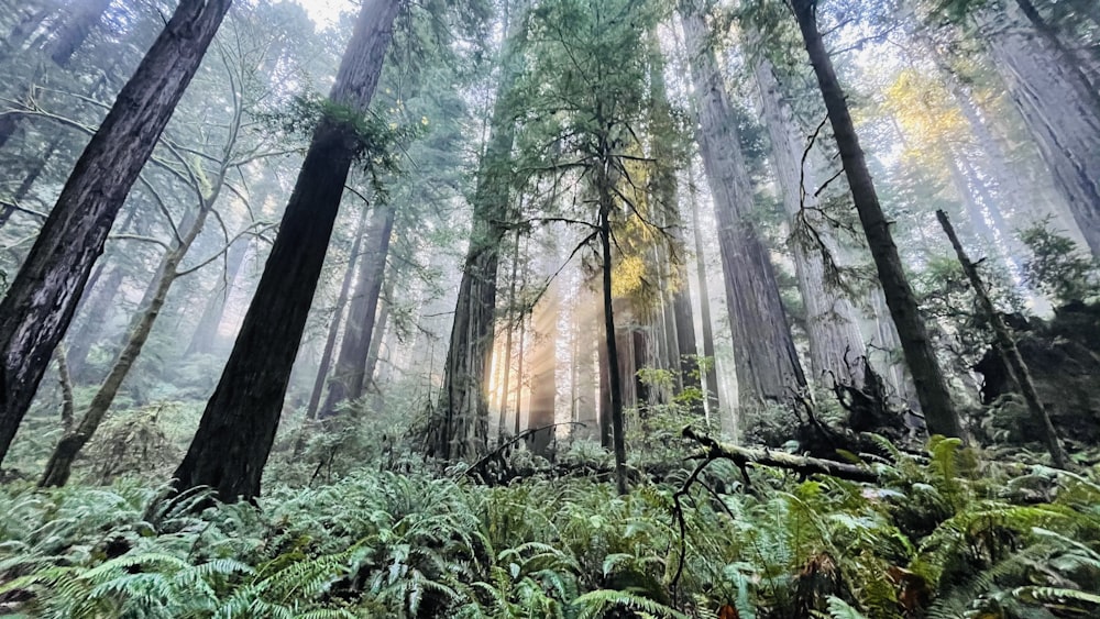 green plants and trees in forest during daytime