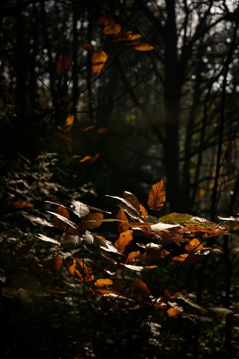 brown leaves on ground during daytime