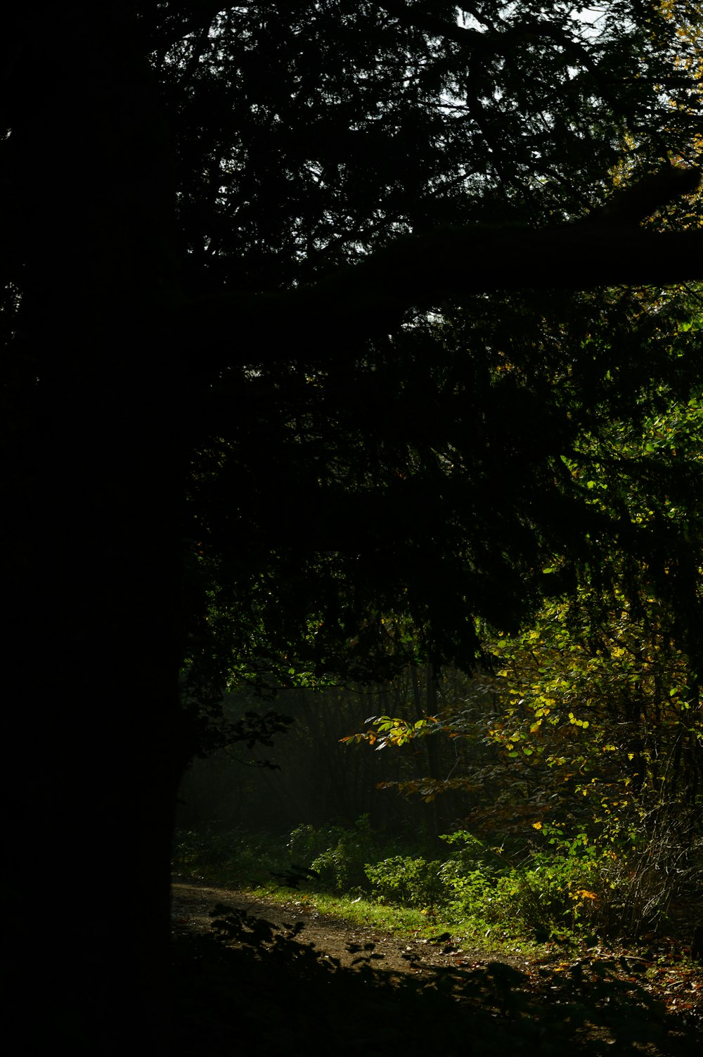 green trees and plants during daytime