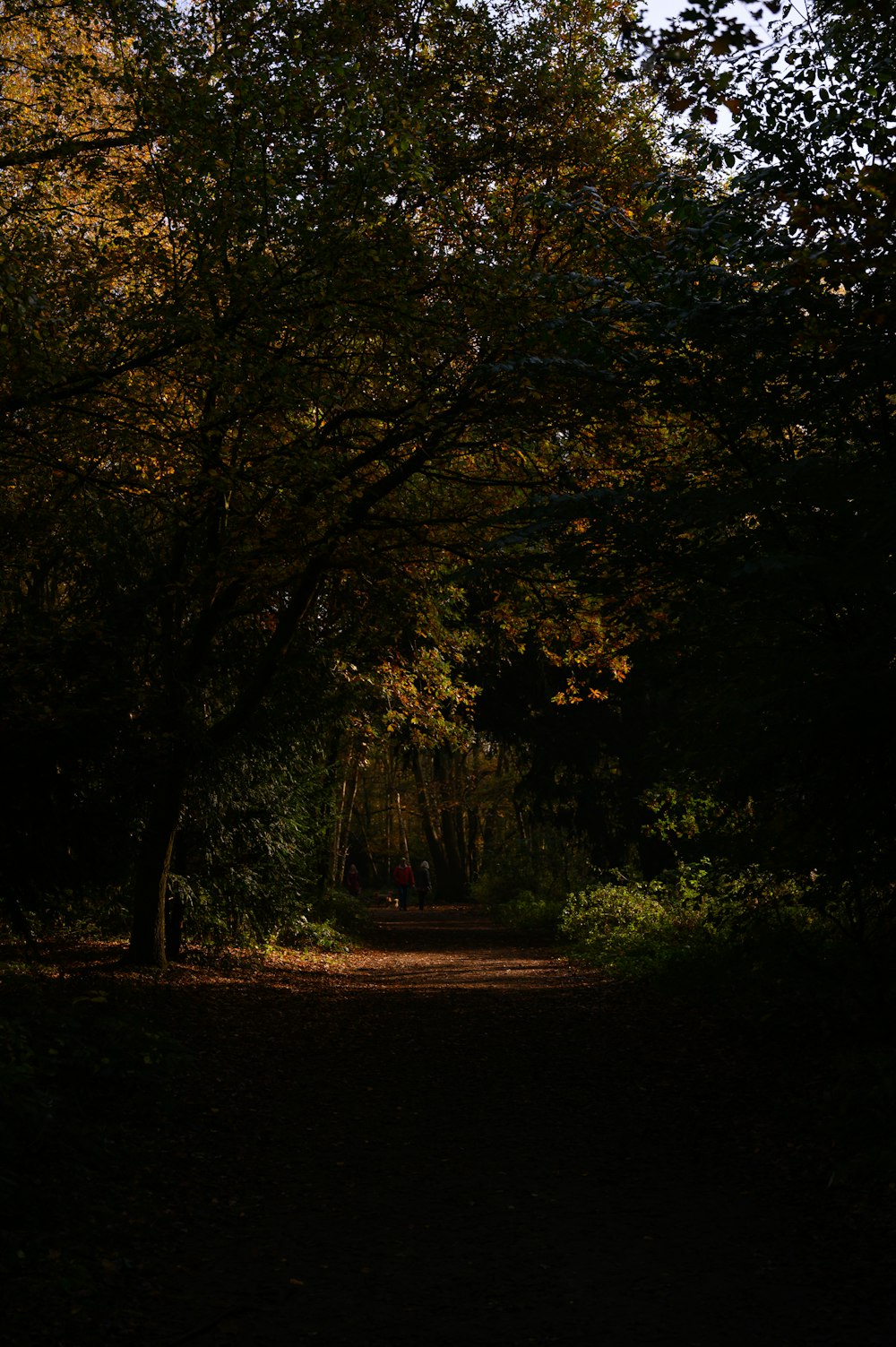 Arbres verts sur sol brun