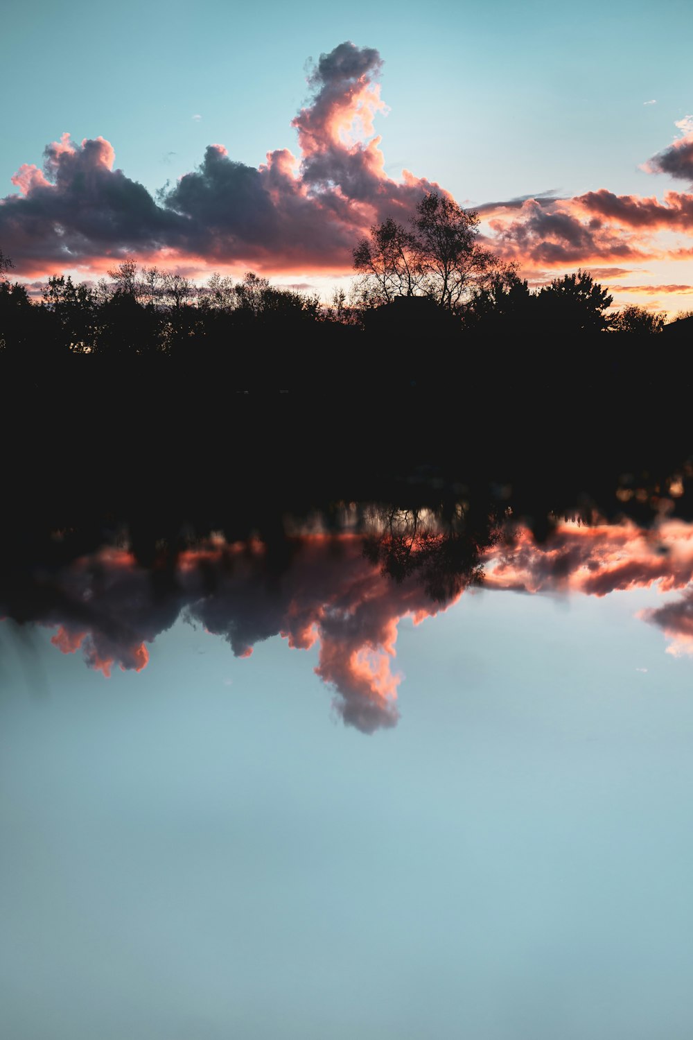 silhouette of trees during sunset