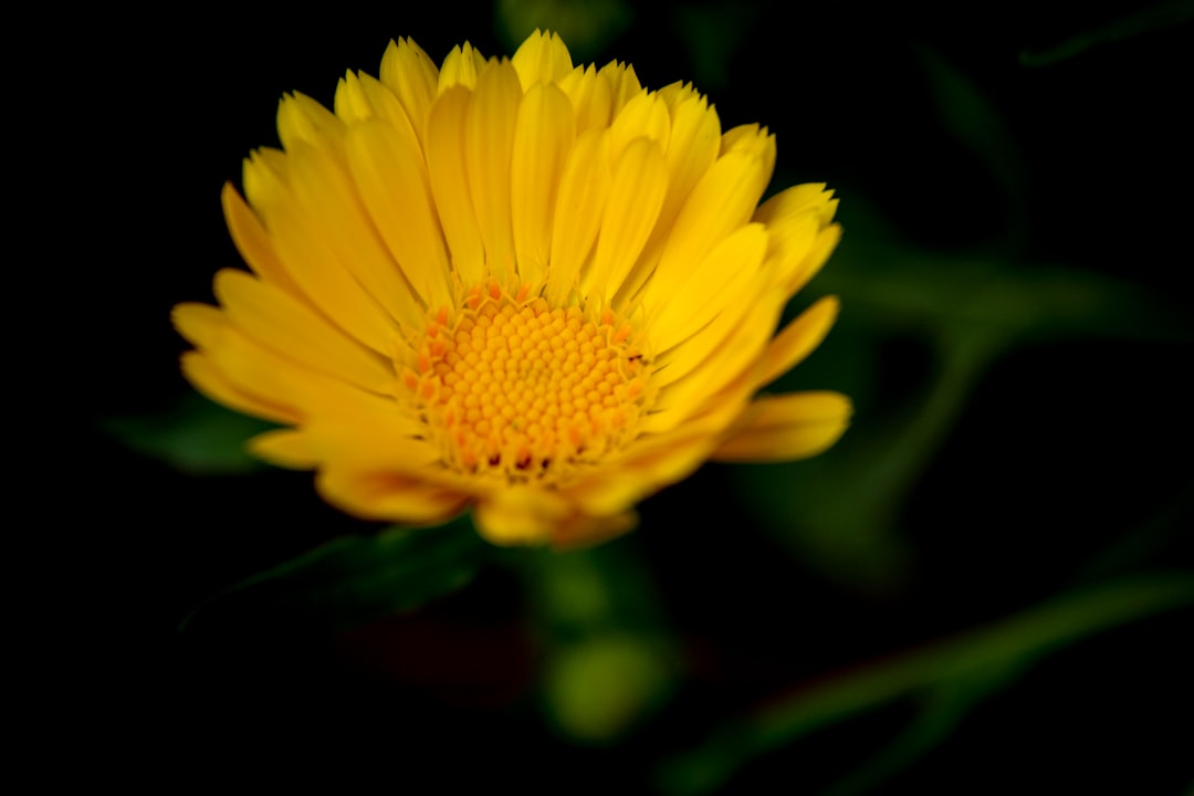 yellow flower in tilt shift lens