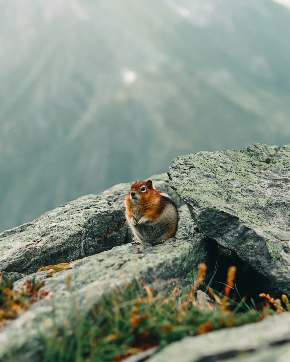 brown and white bird on gray rock during daytime