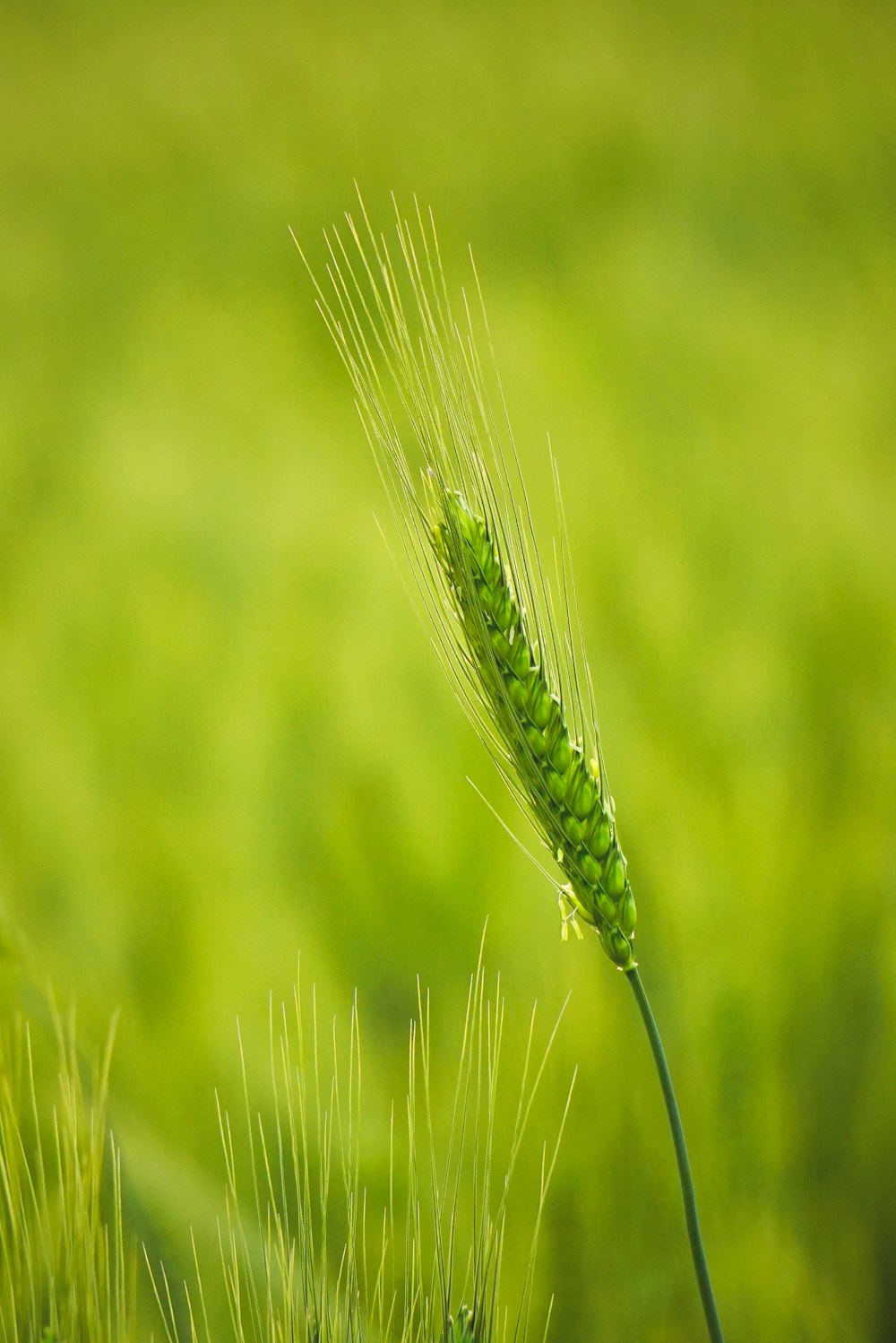 green wheat in close up photography