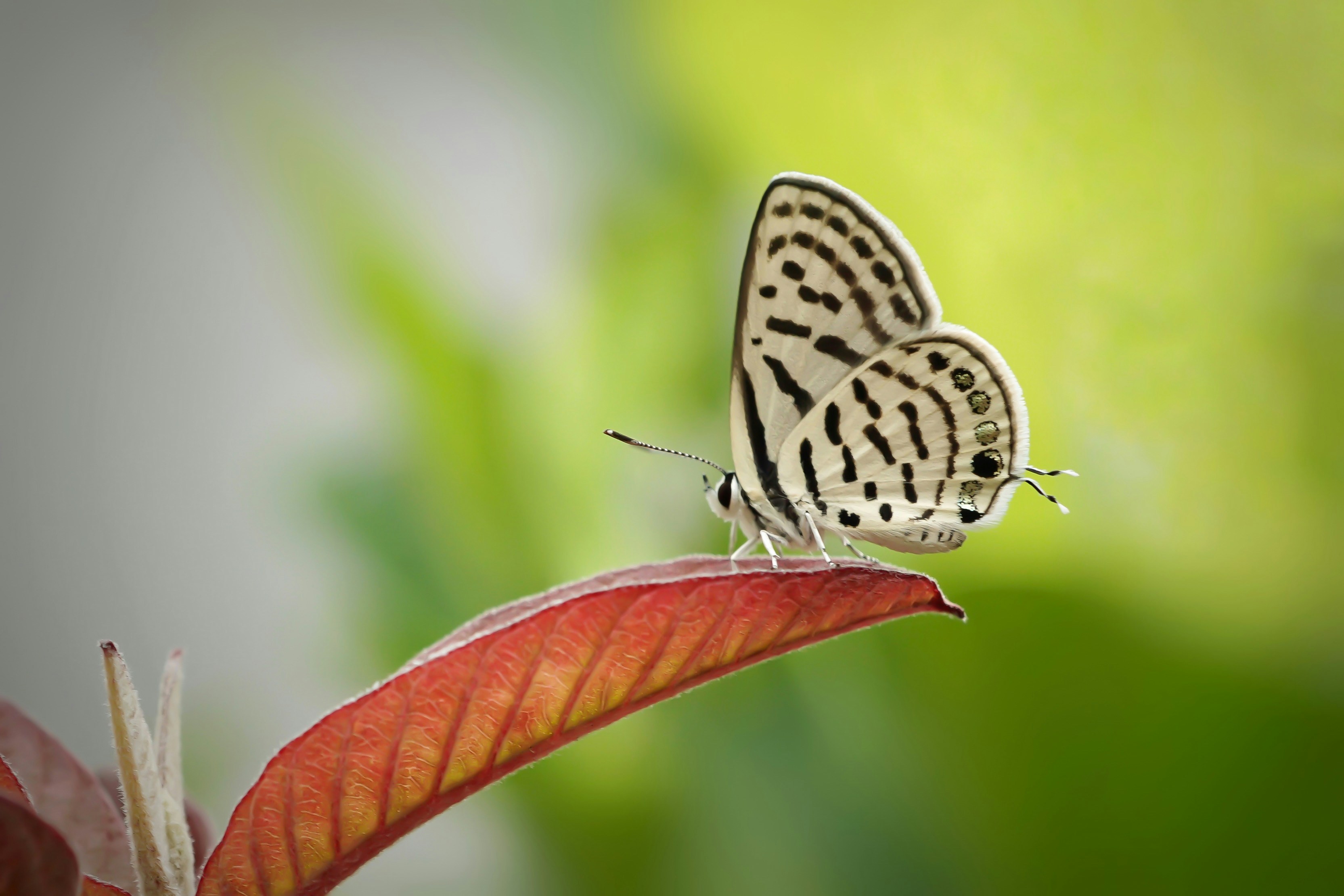 white and black butterfly on brown leaf