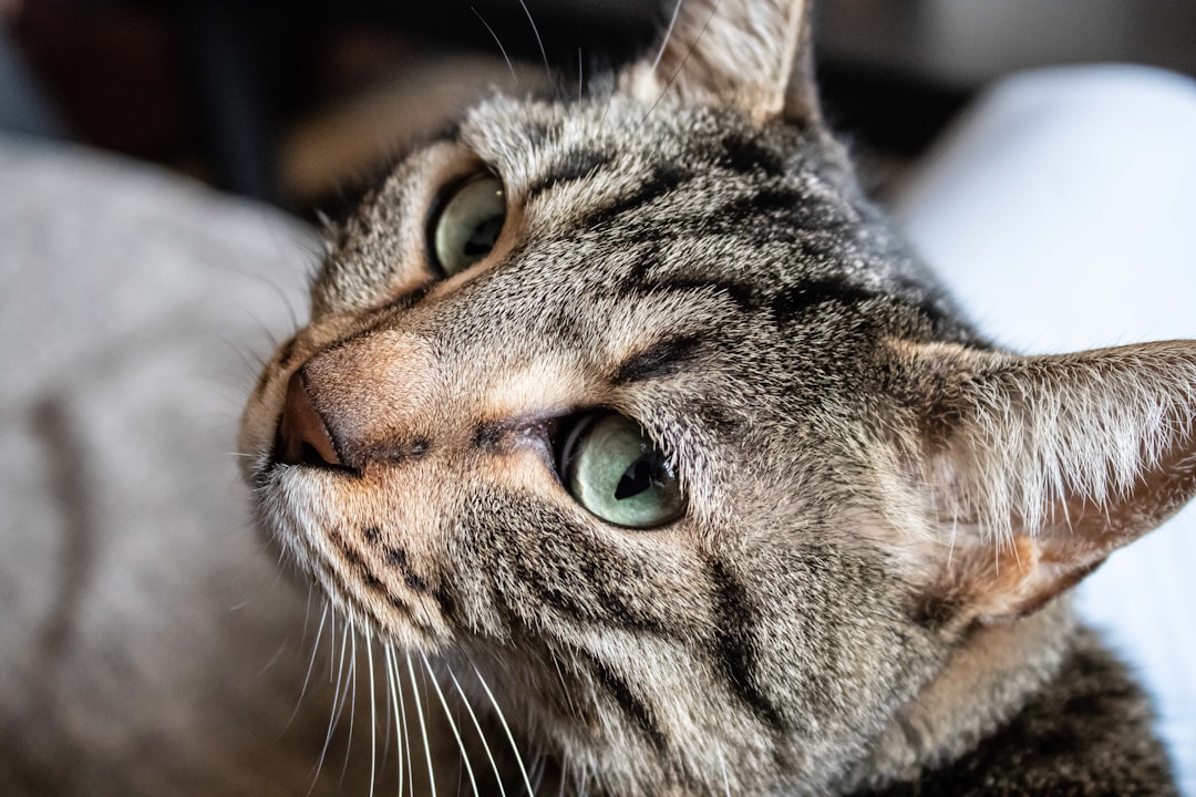 brown tabby cat in close up photography