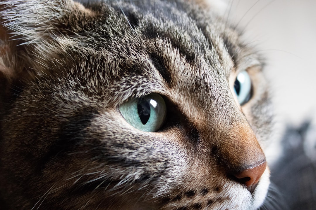 brown tabby cat with green eyes