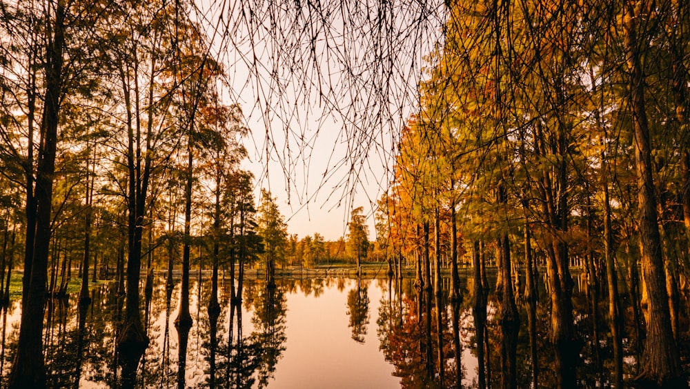 brown trees beside body of water during daytime