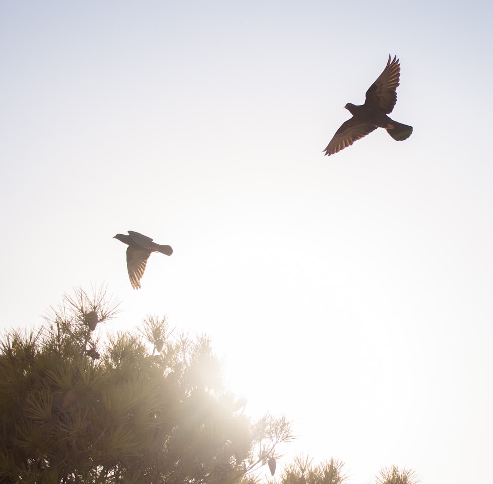 pájaro blanco y negro volando durante el día