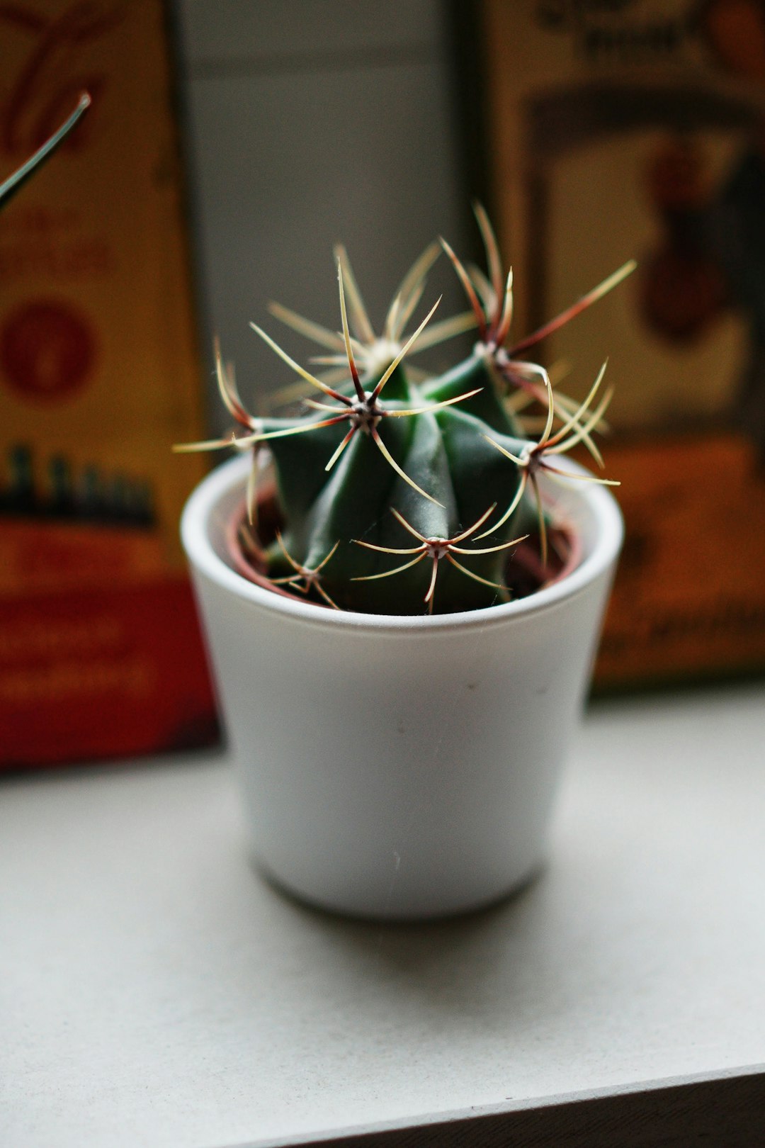 green plant on white ceramic pot