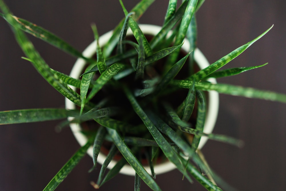 白い鉢に緑の植物