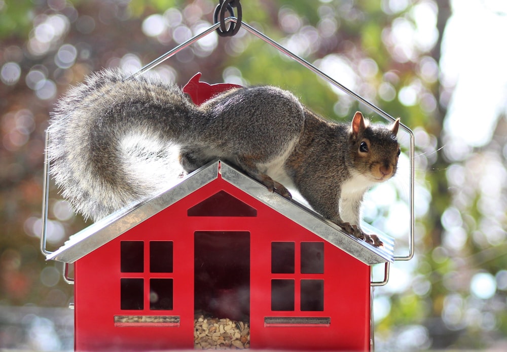 gray and white squirrel on red and blue wooden house