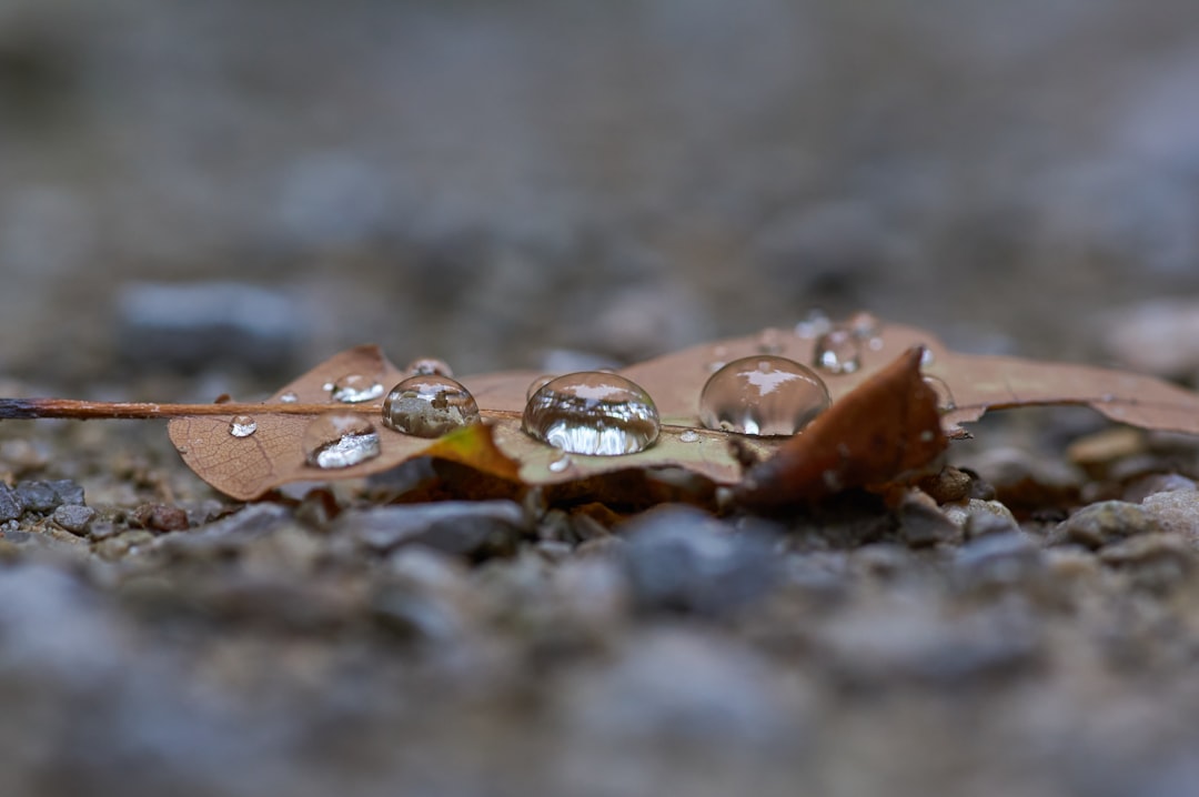 water droplets on brown leaf in macro shot