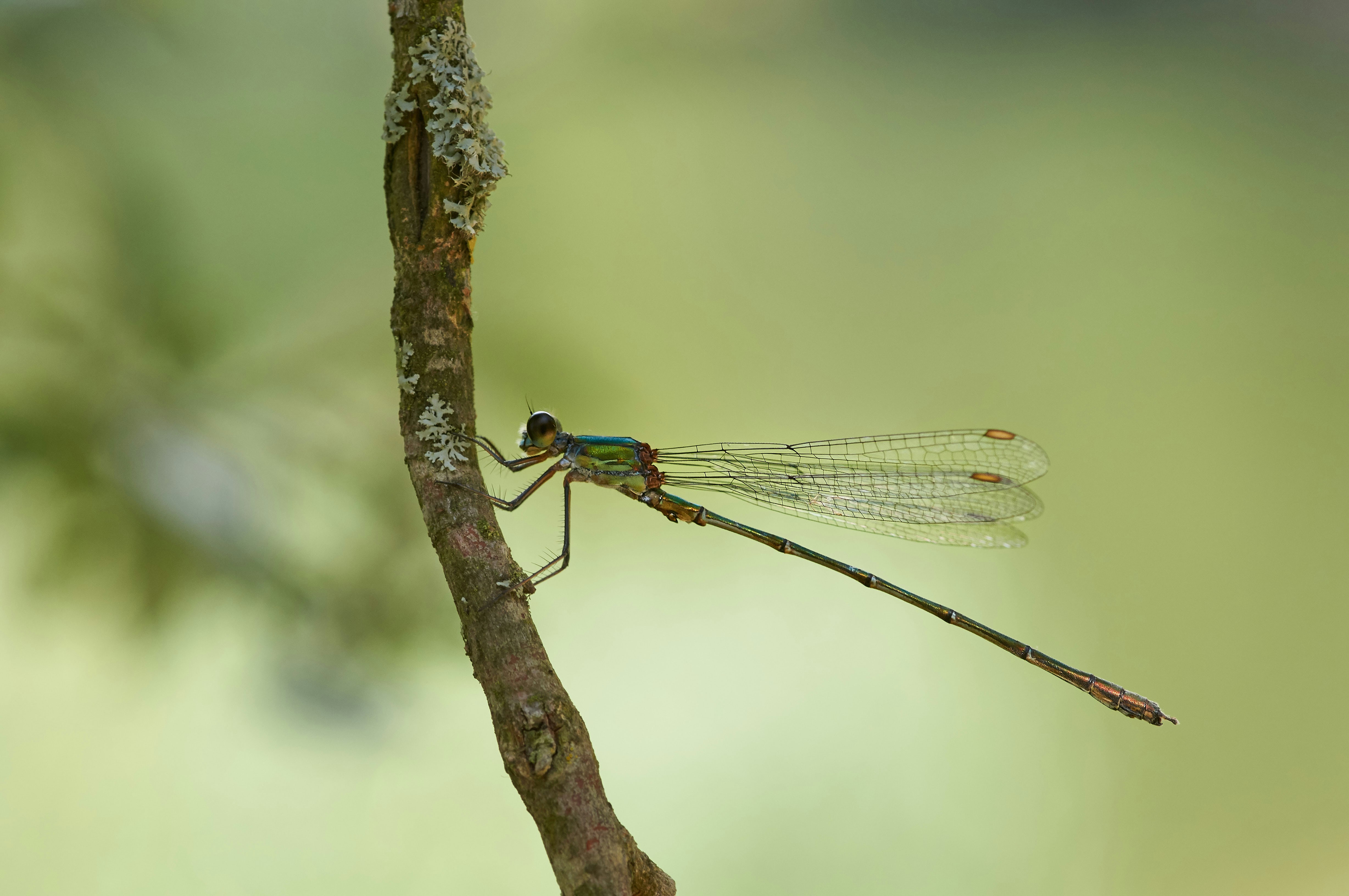 Photo by wolfgang_hasselmann