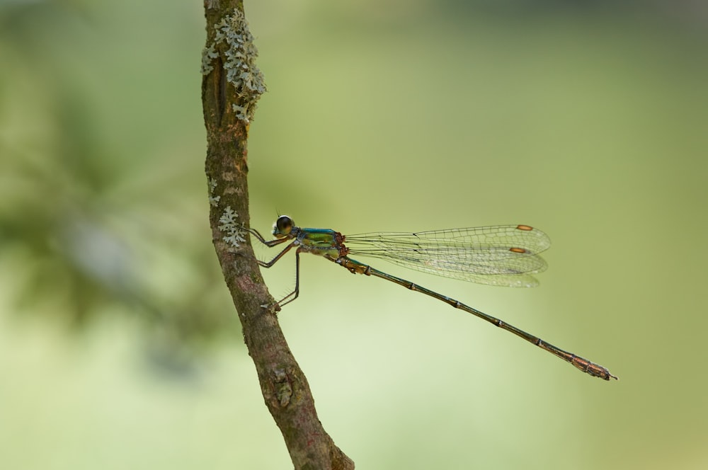 green and black damselfly perched on brown tree branch in close up photography during daytime