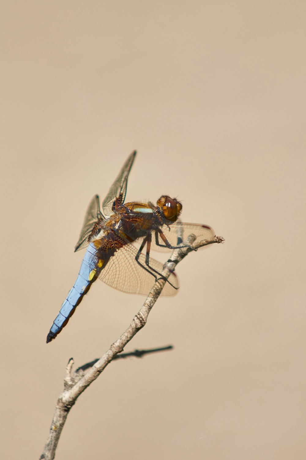 blue and brown dragonfly perched on brown stem in close up photography during daytime
