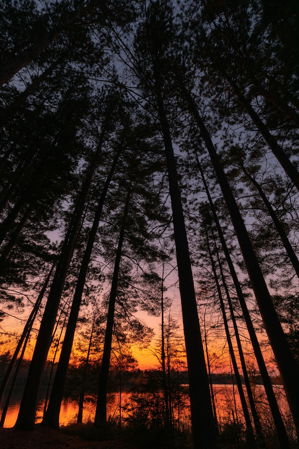 Fotografía de ángulo bajo de árboles durante la puesta de sol