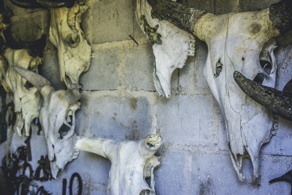 white animal skull wall decor