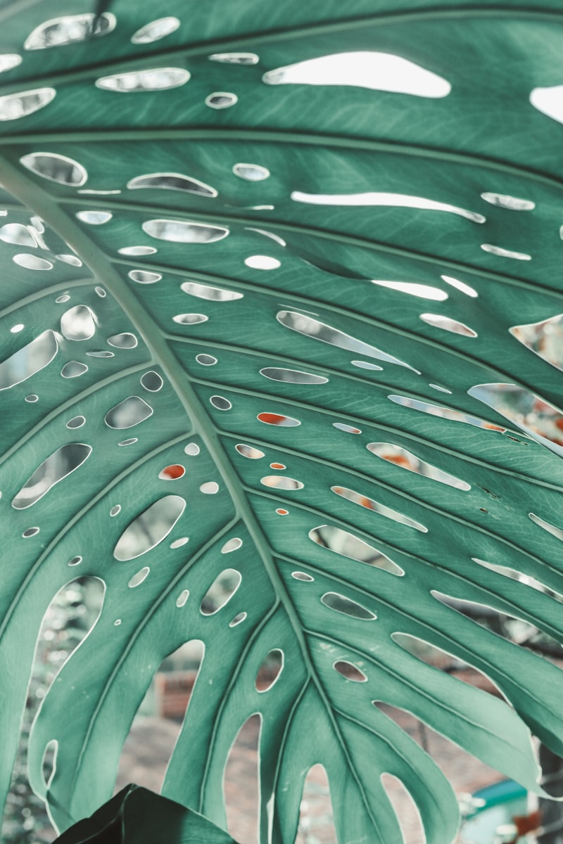 Tropical plants grouped together indoors — overwintering is about survival, not summer-level growth