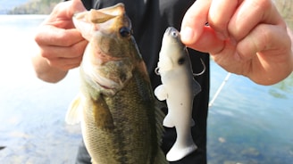 A person is holding a real fish in one hand and a lifelike fish lure in the other. The fish appears to be freshly caught, with water in the background indicating a lakeside or riverside setting.