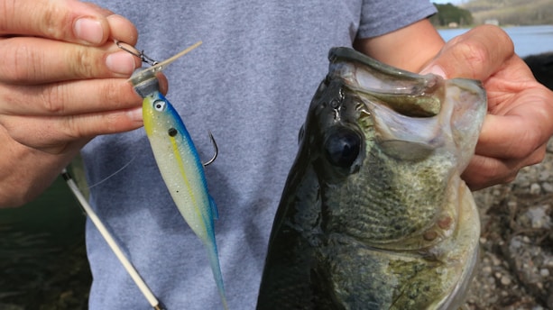 A person is holding a large fish and a fishing lure. The fish has a wide mouth and textured scales, and the lure resembles a small, colorful fish with a hook attached. The person's hands are visible, gripping both items.