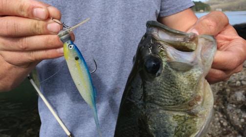A person is holding a large fish and a fishing lure. The fish has a wide mouth and textured scales, and the lure resembles a small, colorful fish with a hook attached. The person's hands are visible, gripping both items.