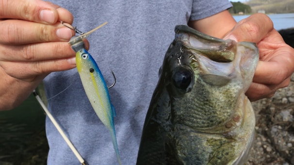 A fisherman holding a large muskie caught using a Muskie Candy Spin Tinsel lure.