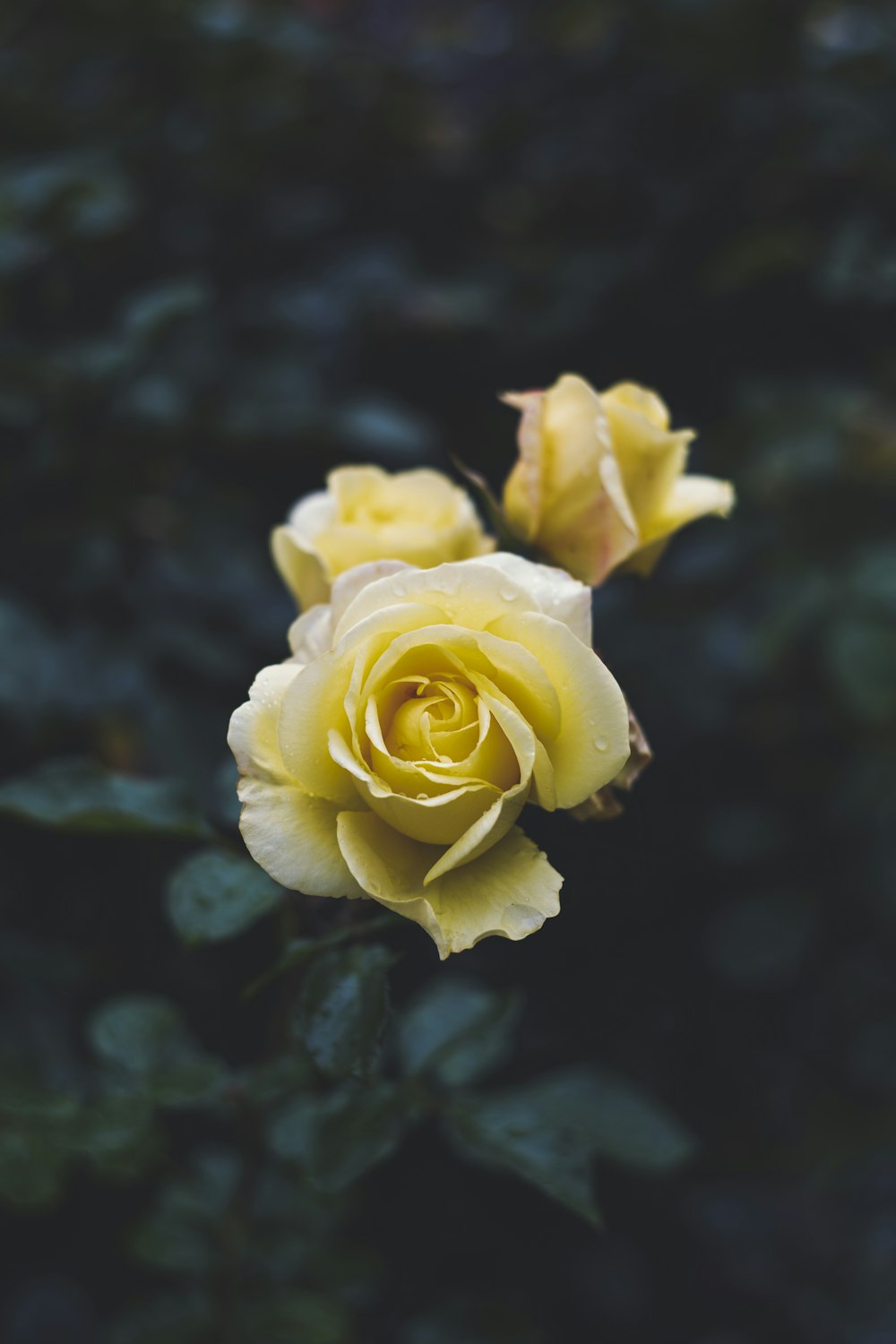 yellow rose in bloom during daytime