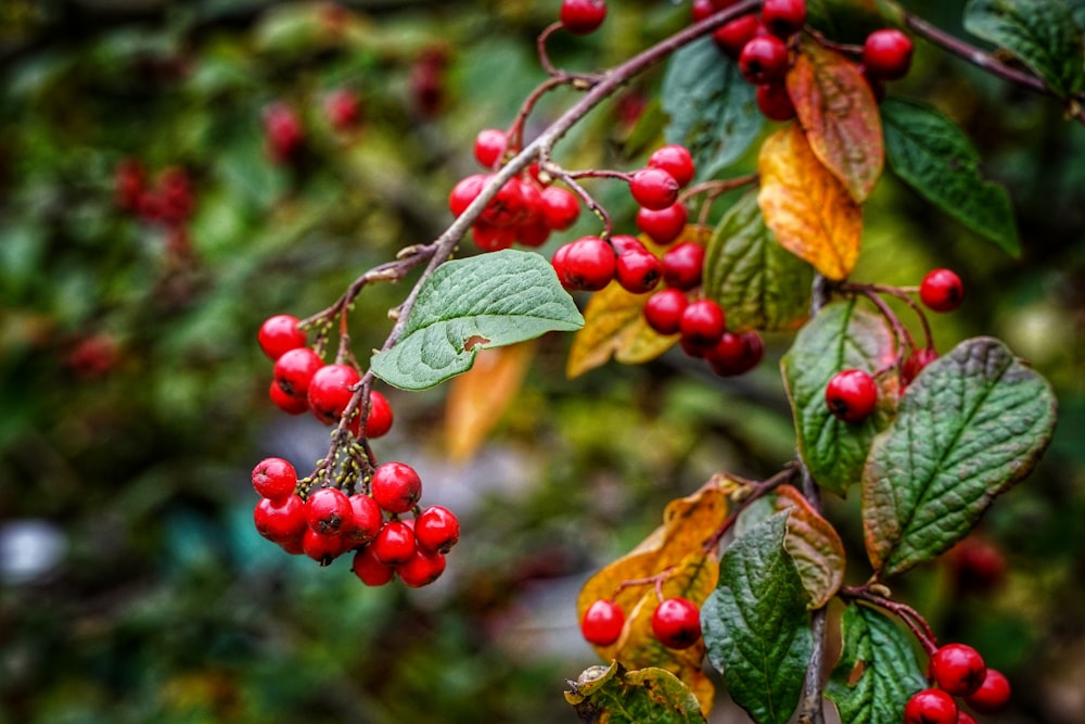 red round fruits on green leaves