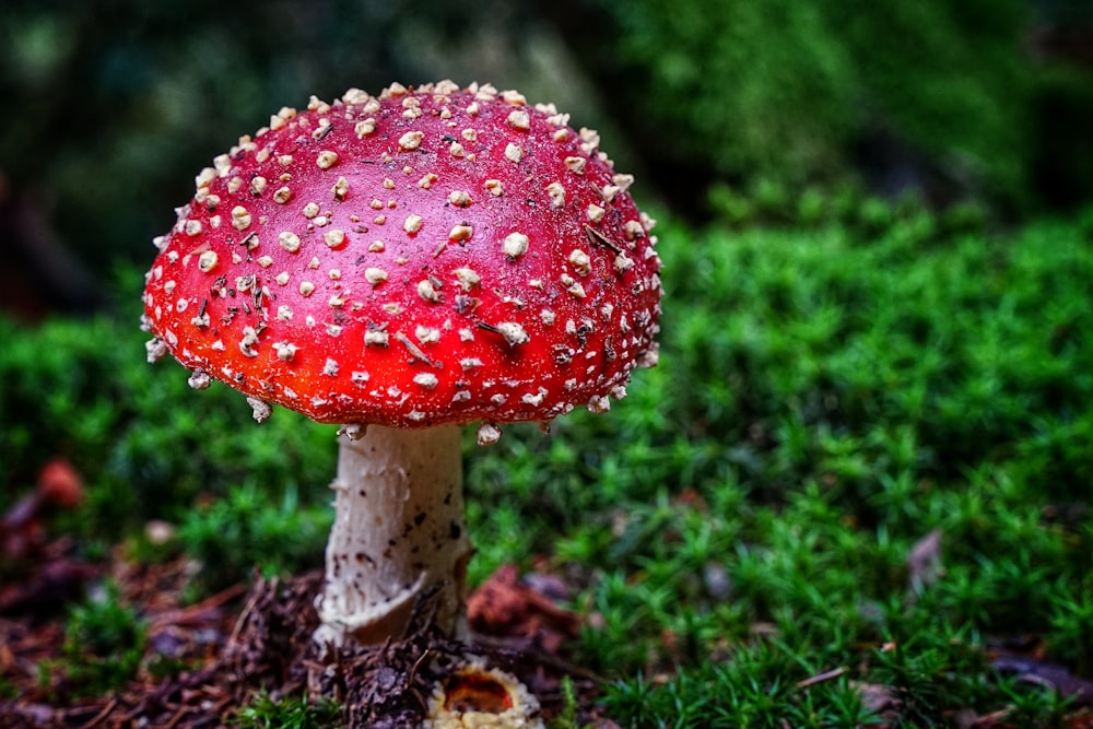 red and white mushroom in the middle of green grass