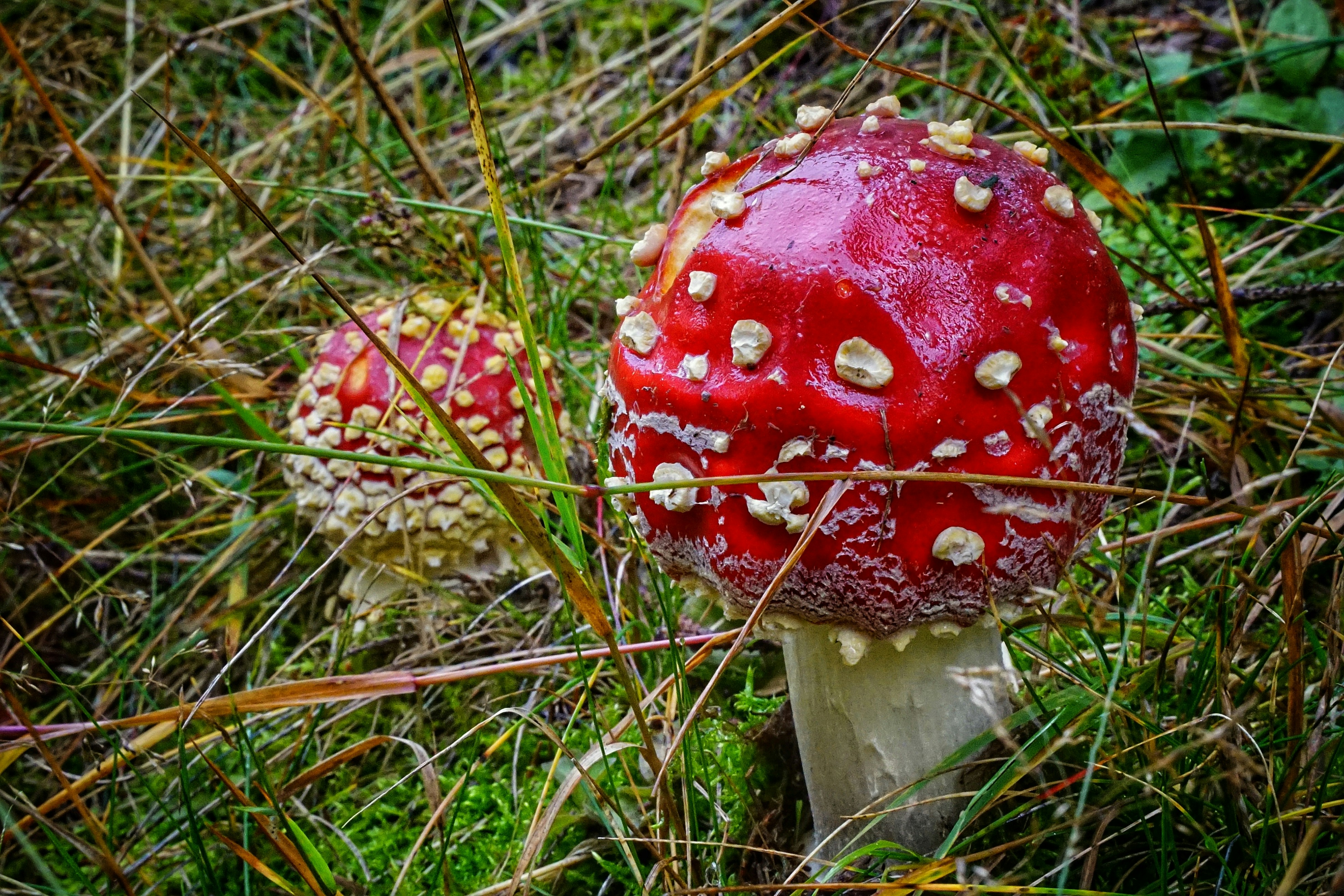 red and white mushroom on green grass