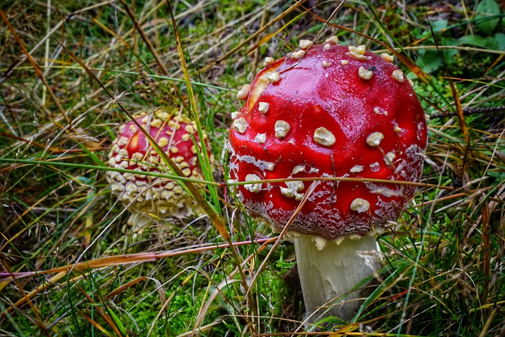Fungo rosso e bianco su erba verde