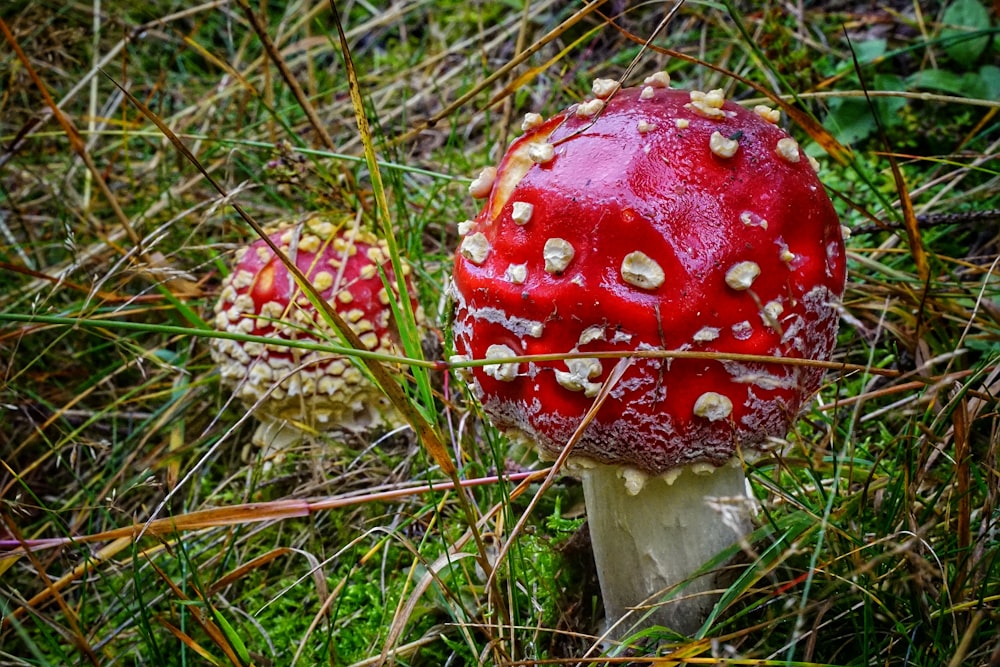 roter und weißer Pilz auf grünem Gras